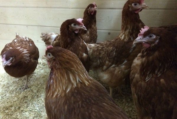 петухи и куры