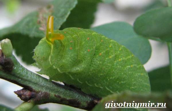 Подалирий-бабочка-Образ-жизни-и-среда-обитания-бабочки-подалирий-6