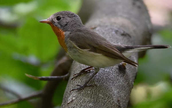 Мухоловка-образ жизни-и-среда обитания-птица мухоловка-10
