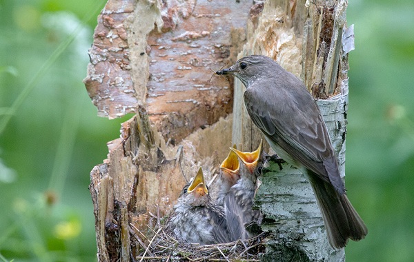 Мухоловка-образ жизни-и-среда обитания-птица мухоловка-11