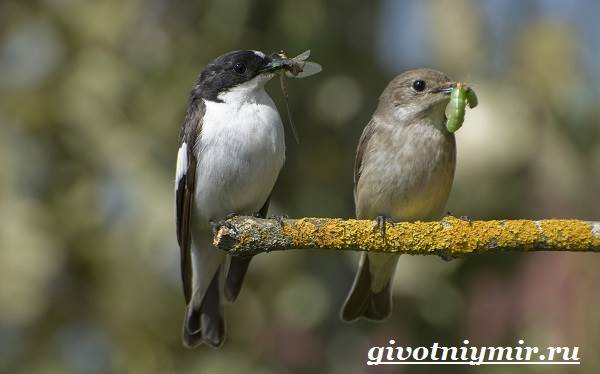 Мухоловка-Образ жизни-и-среда обитания-птица мухоловка-5