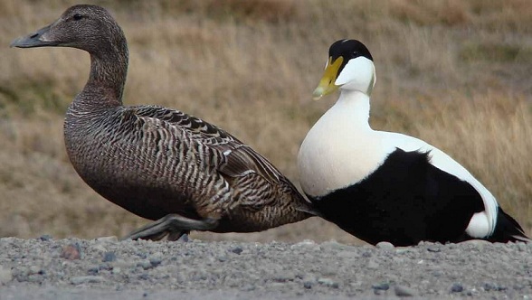 Самка и самец гаги