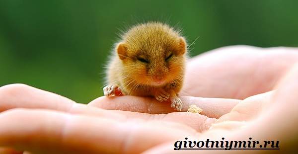 Соня-животное-образ жизни-и-среда обитания-Sony-10