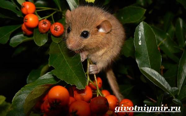 Соня-животное-образ жизни-и-среда обитания-Sony-7