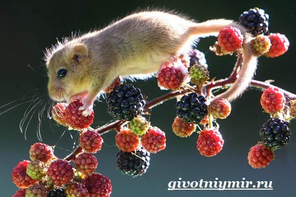 Соня-животное-образ жизни-и-среда обитания-Sony-8