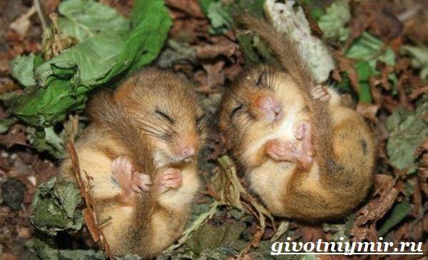 Соня-животное-образ жизни-и-среда обитания-Sony-9