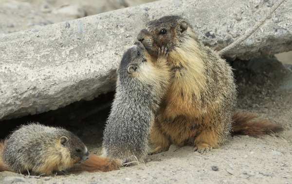Сурок-животное-образ жизни-и-среда обитания-19