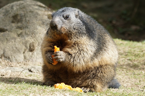 Сурок-животное-образ жизни-и-среда обитания-20