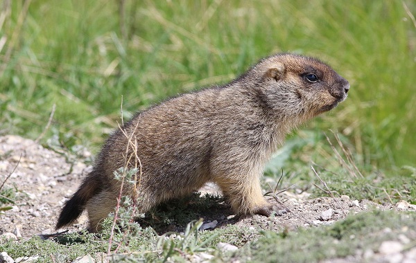 Сурок-животное-образ жизни-и-среда обитания-21