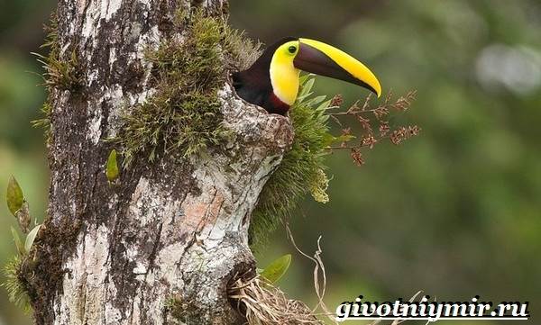 Тукан-птица-образ жизни и среда обитания тукана-10