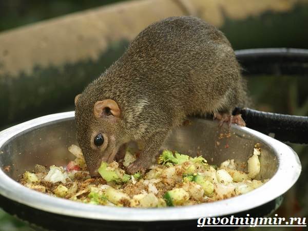 Тупайя-животное-Особенности-характери-образ-жизни-тупайи-5