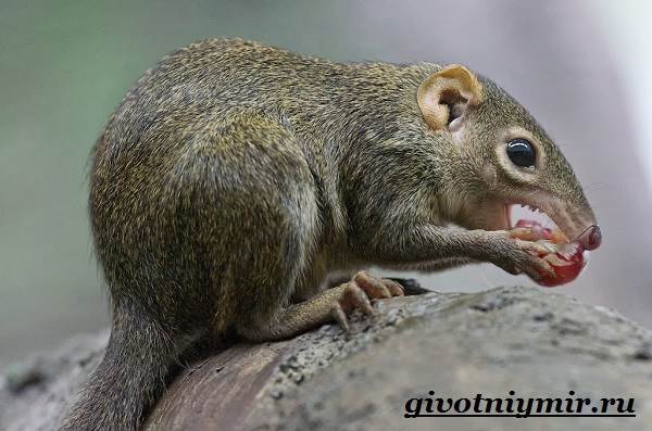 Тупайя-животное-Особенности-характери-образ-жизни-тупайи-6