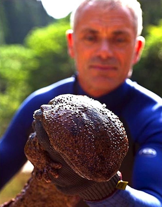 Саламандра