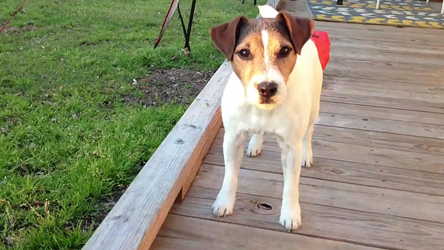 Джек-рассел-терьер на прогулке