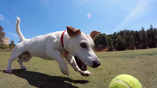 Джек-рассел-терьеры очень активны