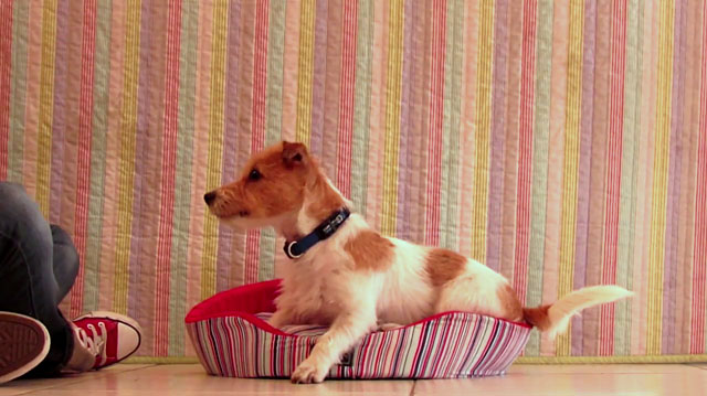 Эти малыши быстро становятся всеобщими любимцами