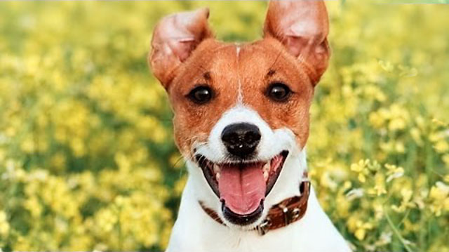 Джек-рассел-терьеры добрые и дружелюбные