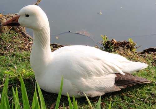 белый гусь, питать, вода, трава