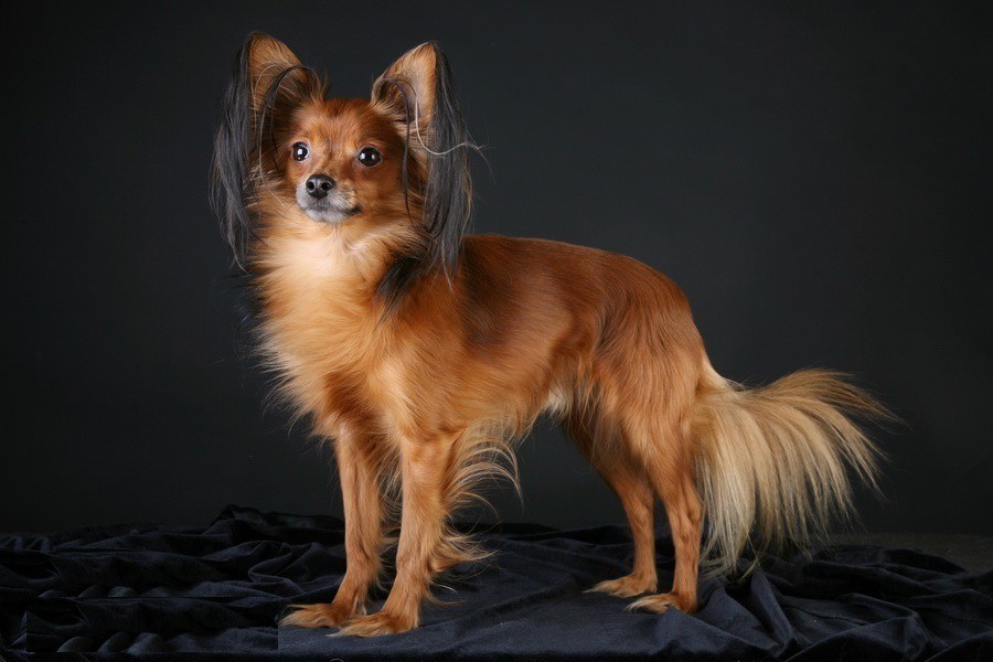 Langhåret toy terrier