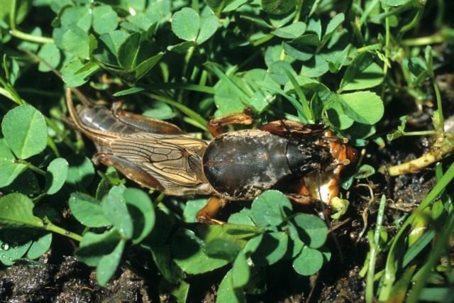 Обыкновенный слепушонок (Gryllotalpa gryllotalpa)