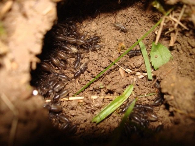 Гнезда с личинками слепушонка