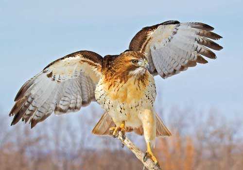 Краснохвостый сарич, пица, в полете