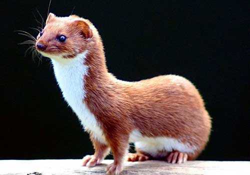 ласка, рыжая Ласка