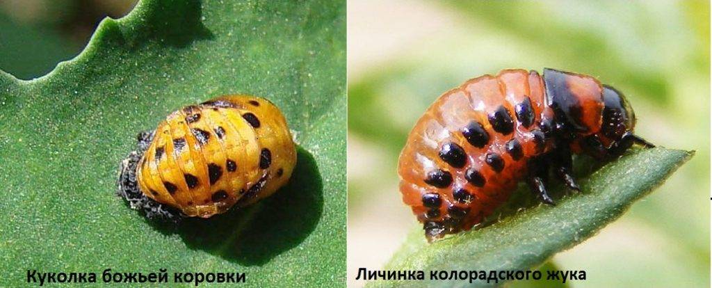 Личинка колорадского жука и куколка божьей коровки Личинка колорадского жука и куколка божьей коровки