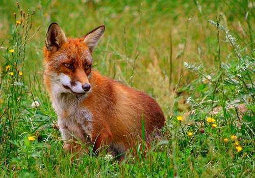 лиса, рыжая лиса, трава