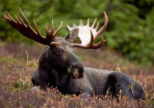 лось, сухая трава