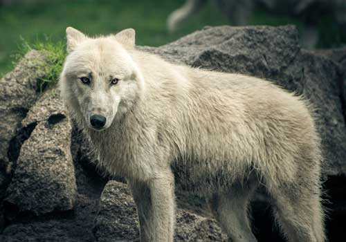арктический волк, белый волк,