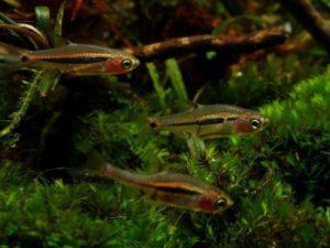 Маленькая и красивая рыбка Попондетта фурката в вашем аквариуме!