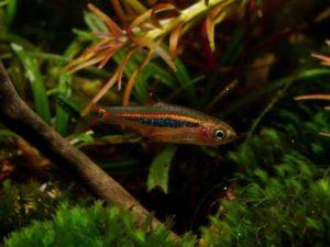 Маленькая и красивая рыбка Попондетта фурката в вашем аквариуме!