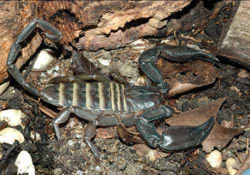 скорпион, паукообразный,