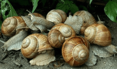 виноградная улитка Обустройство жилья