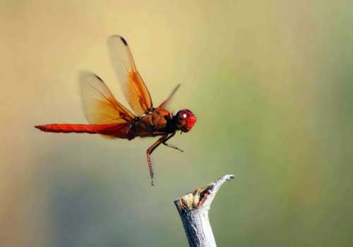стрекоза, в полете