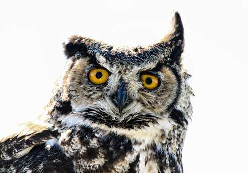 Виргинский филин, сова, пица