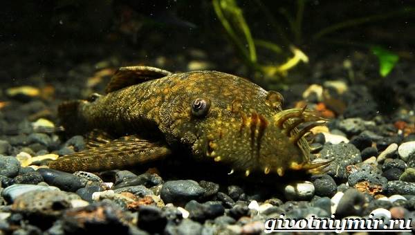 Анциструс-сом-Образ жизни и среда обитания-Анциструс-6