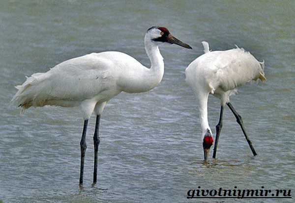 Белый-журавль-птица-Образ-жизни-и-среда-обитания-белого-журавля-8