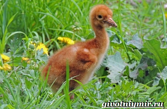 Белый-журавль-птица-Образ-жизни-и-среда-обитания-белого-журавля-9