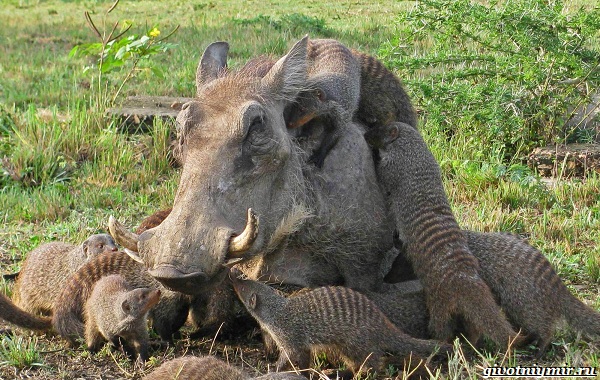 Бородавочник-животное-образ жизни-и-среда обитания-бородавочник-14