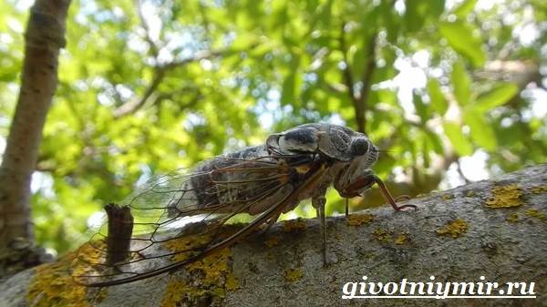 Цикады-насекомые-цикады-образ жизни и среда обитания-8