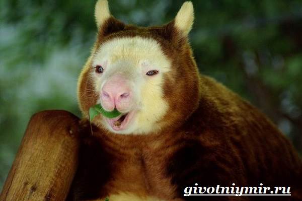 Древесный-кенгуру-Образ-жизни-и-среда-обитания-древесного-кенгуру-6