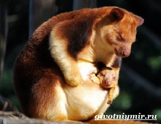 Древесный-кенгуру-Образ-жизни-и-среда-обитания-древесного-кенгуру-7