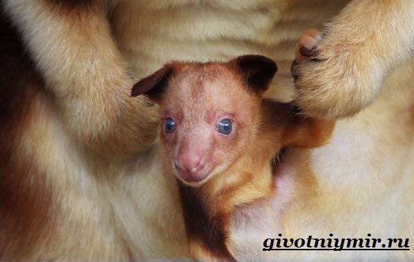 Древесный-кенгуру-Образ-жизни-и-среда-обитания-древесного-кенгуру-8