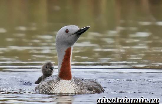 Гагара-птица-Образ-жизни-и-среда-обитания-гагары-6