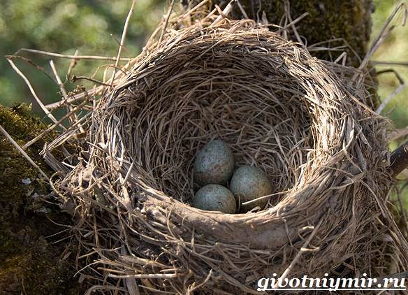 Галка-птица-образ жизни и среда обитания-10