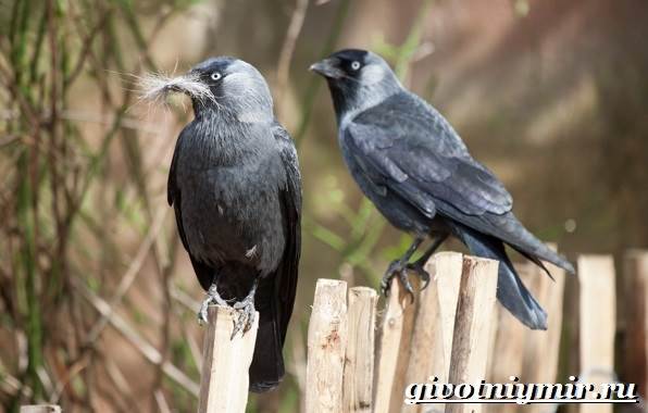 Галка-птица-образ жизни и среда обитания-4