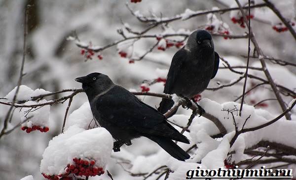 Галка-птица-образ жизни и среда обитания-галка-5