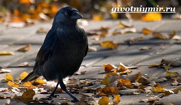 Галка-птица-образ жизни и среда обитания-6